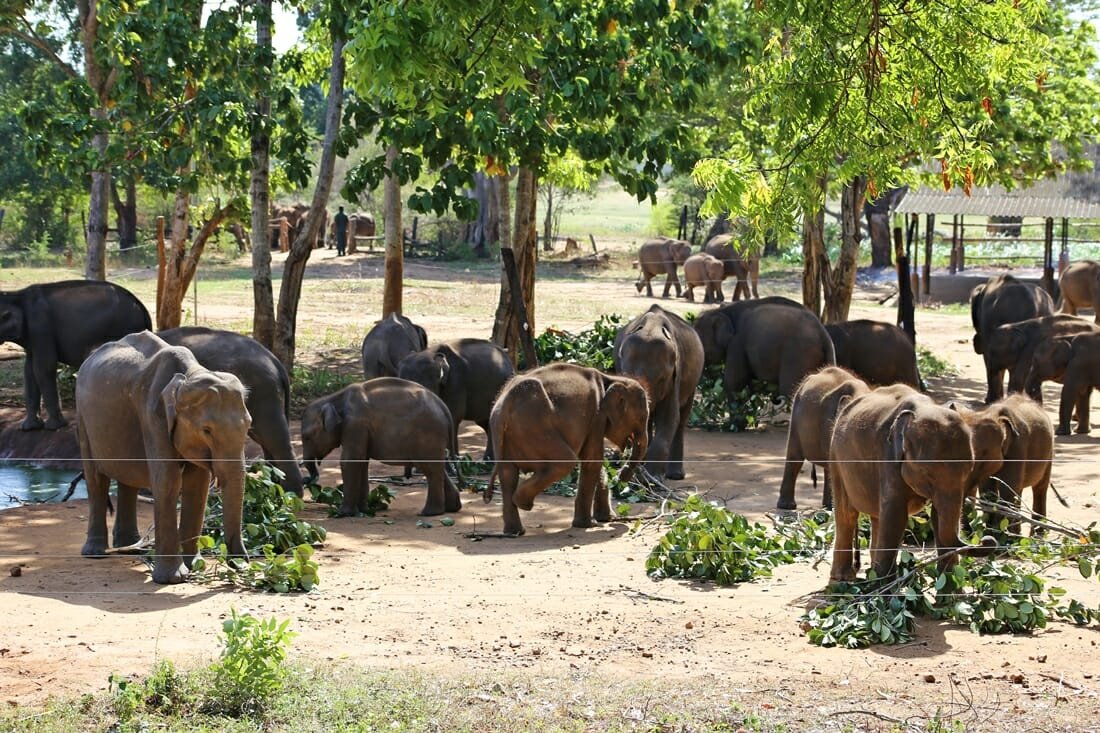 Why Visiting An Elephant Sanctuary In Thailand Is Special